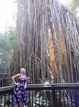 Curtain fig tree