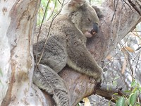 Koala's spotten