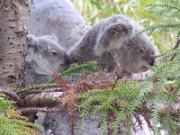 Op de terugweg weer Koala's gespot.