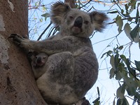 Aan het einde van de dag, opnons plekkie een Koala met een kleintje in haar buidel.