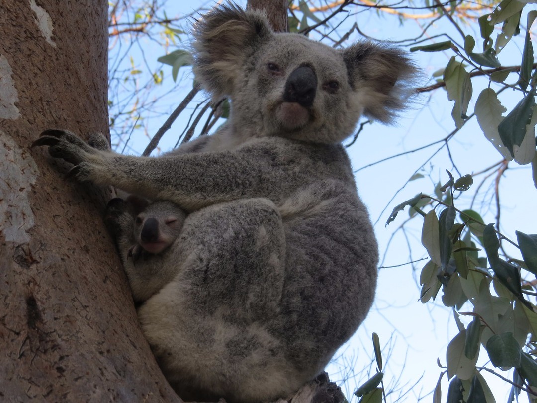 Aan het einde van de dag, opnons plekkie een Koala met een kleintje in haar buidel.