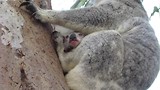 Koala met baby.