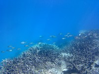 Snorkelen