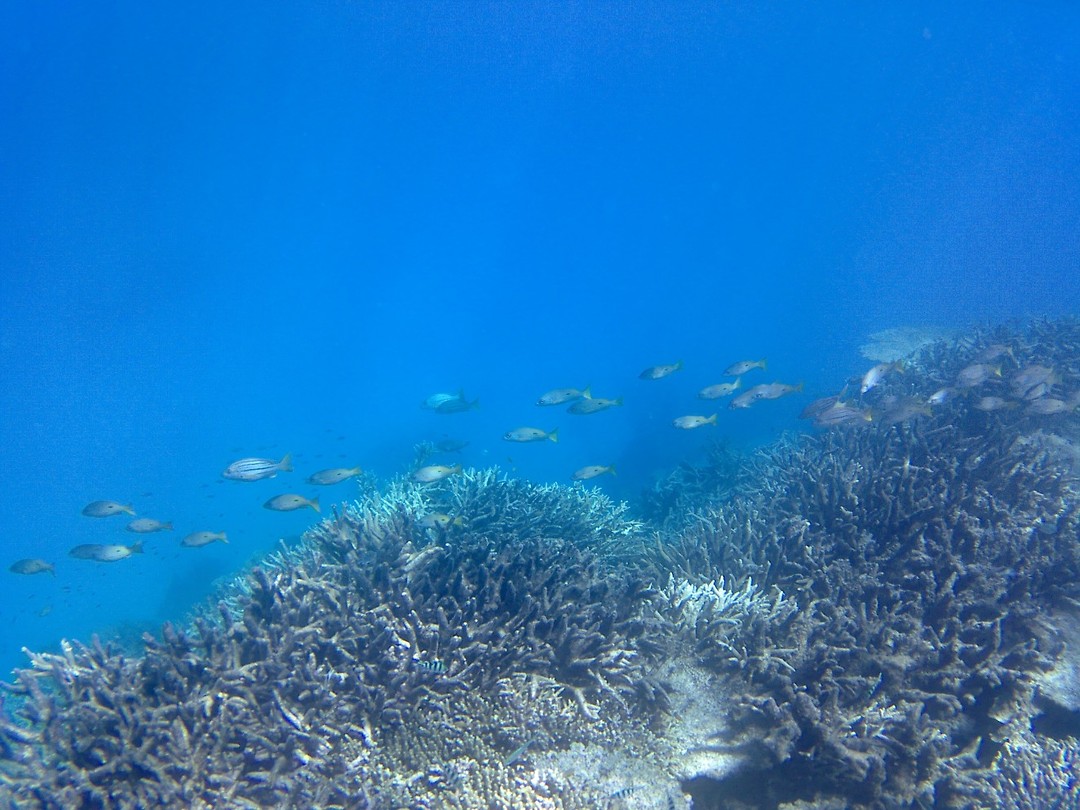 Snorkelen
