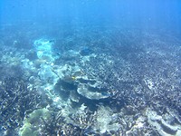 Snorkelen