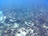 Snorkelen