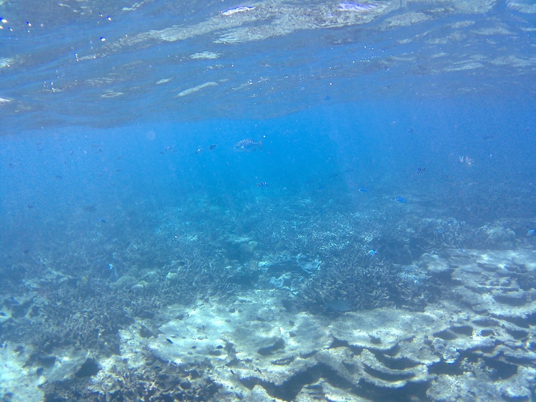 Snorkelen