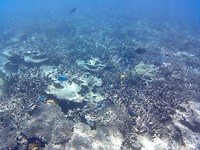 Snorkelen