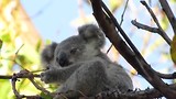 8 Maanden jonge Koala gaat eten.