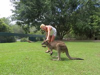 Kangeroo aaien