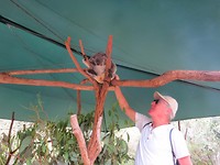 En de Kaola euh... Koala ook.