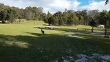 Kangeroos