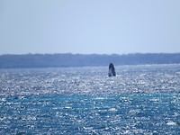 We hebben een humpback whale gespot