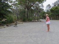Kangeroo op het parkeerterrein