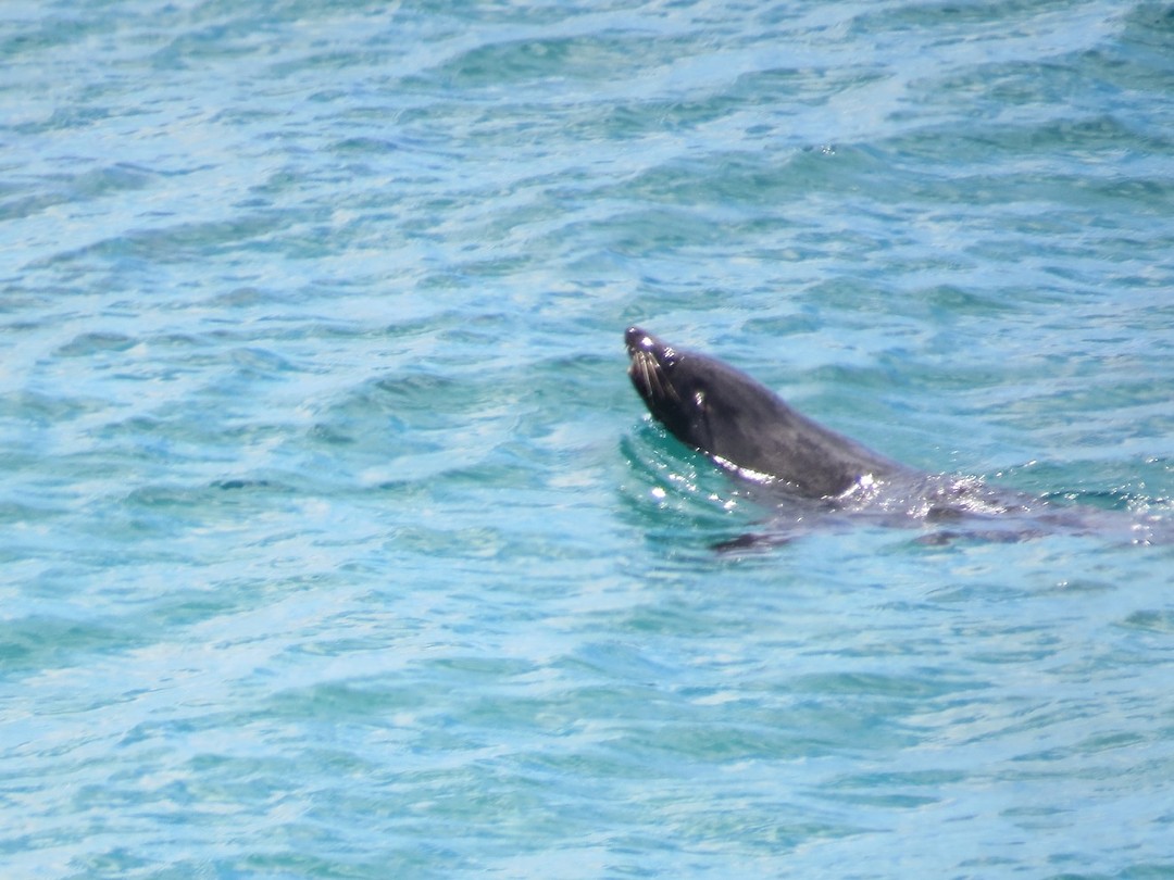 Een zeehond