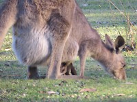 Met een moeder met Joey in haar buidel.