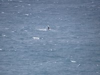 Vast een humpback whale onderweg naat Antarctica