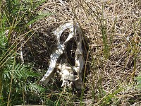 Het is wildernis