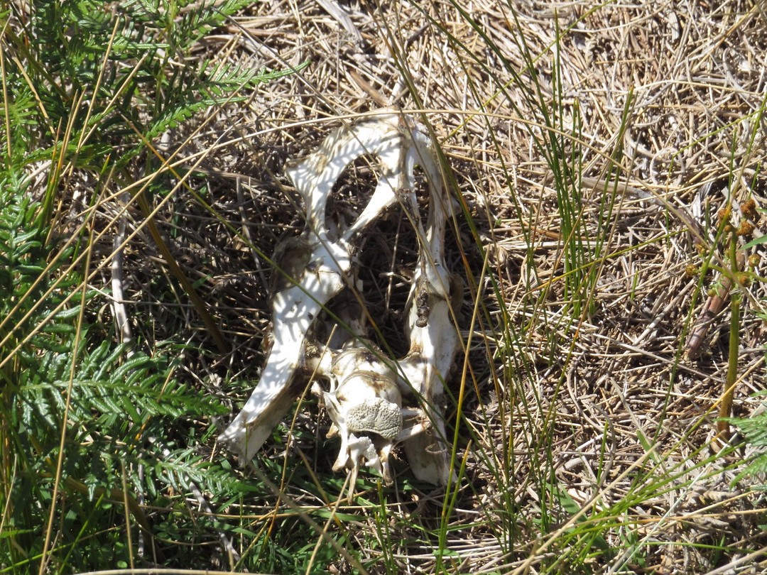 Het is wildernis