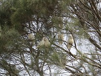 Veel kaketoe in de boom