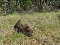 Een dooie wombat