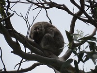 Één van de tien gespotte Koala's