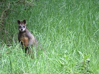 Hallo, ik ben een moeras kangeroo