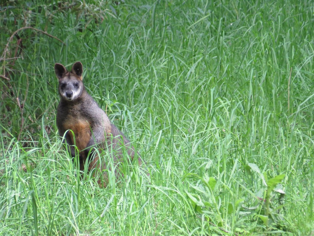 Hallo, ik ben een moeras kangeroo