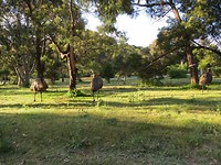 Emu's in Tower Hill