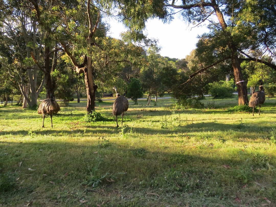 Emu's in Tower Hill