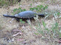 En een schildpad
