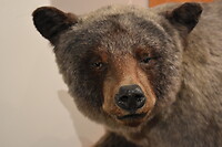 Grizzlybeer