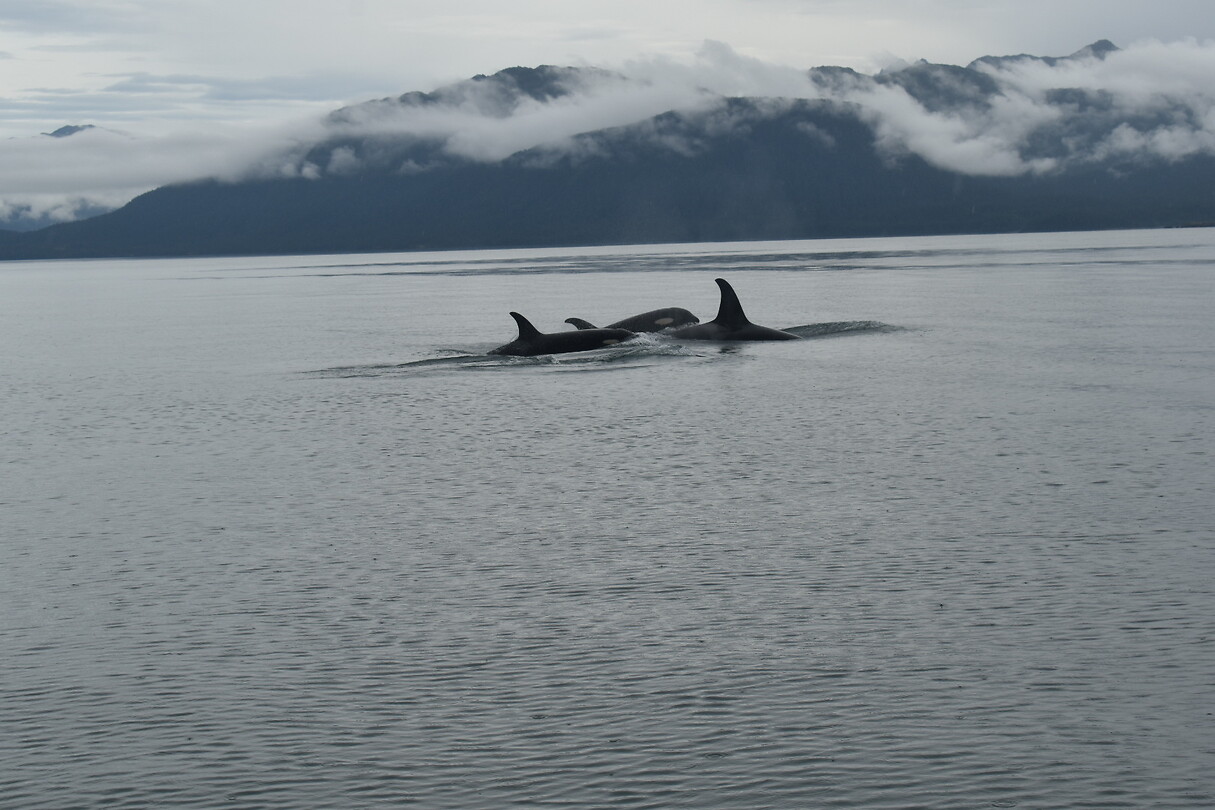 Orka2