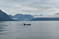 Orka1
