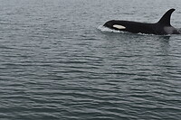 Orka5