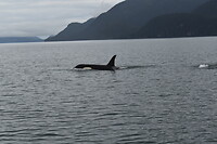Orka4