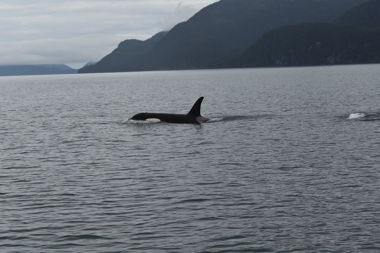 Orka4