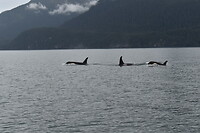 Orka3