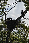 Bald eagle 3
