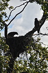 Bald eagle 2