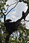Bald eagle 1