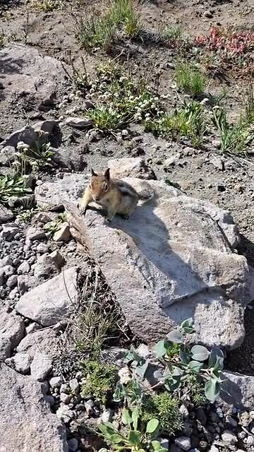 Chipmunk