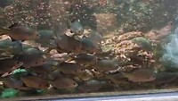 VID-20250410-WA0021