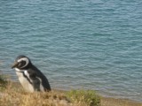 En nog meer pinguins, prachtig!