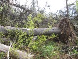 bomen op de weg
