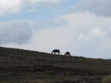 Wilde paarden aan de horizon (3000m hoogte)