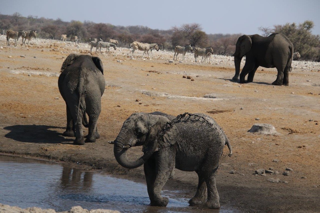4-oktober-2019-een-hele-dag-in-etosha-reisverhaal-2024-rondreis