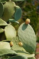 230927 Parghelia_0010
