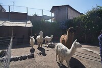 260928 Arequipa J_0001