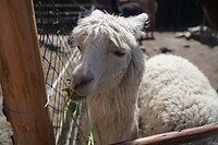 260928 Arequipa J_0008